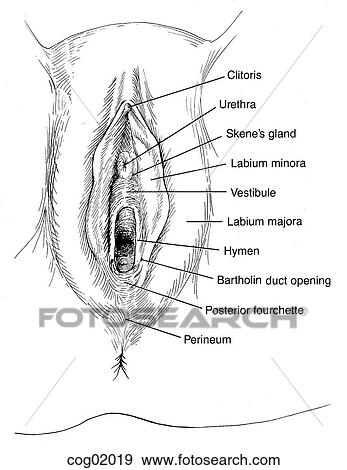 Vulva, en, perineum Stock Illustraties | cog02019 | Fotosearch perineum female reproductive diagram 