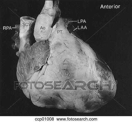 心臓 解剖学 外部である イラスト Ccp Fotosearch