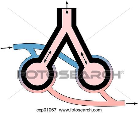 酸素 交換 イラスト Ccp Fotosearch