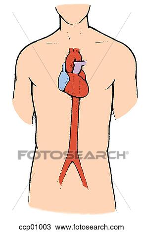 Anatomia Serce I Zstępny Aorta Rysunek Ccp01003