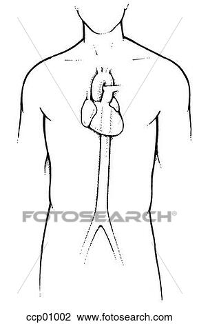 Drawing - Anatomy, heart and descending aorta. Fotosearch