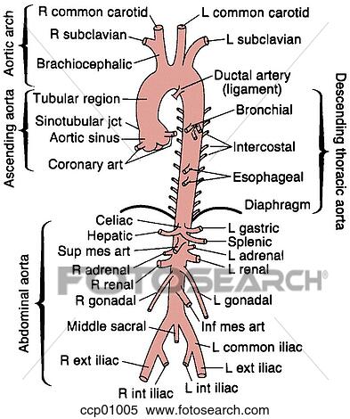 Stock Illustration - Arteries, systemic. Fotosearch