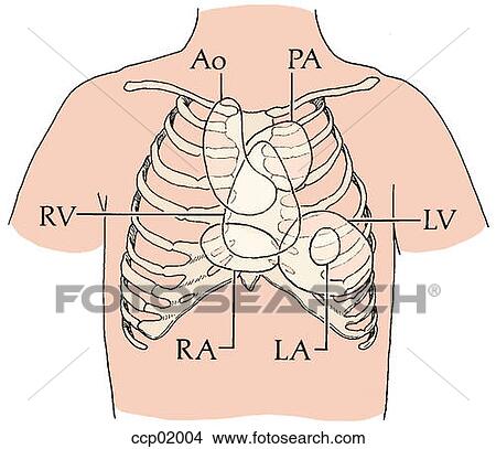 Auscultation, cardiovascular structures View Large Illustration Stock Illustration - Auscultation, cardiovascular structures. Fotosearch