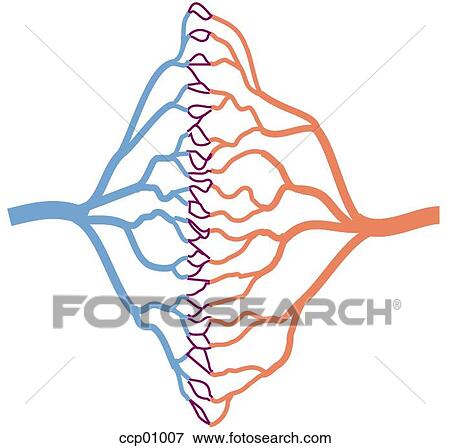 Stock Illustration - Capillaries. Fotosearch