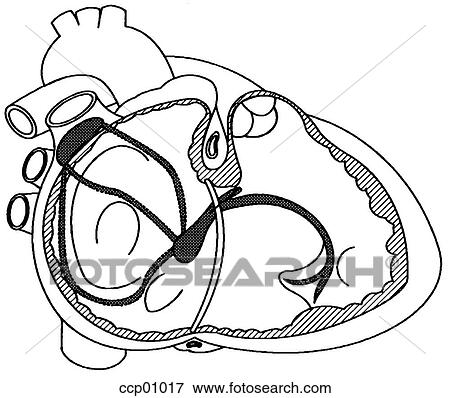 Stock Illustration - Cardiac conduction. Fotosearch