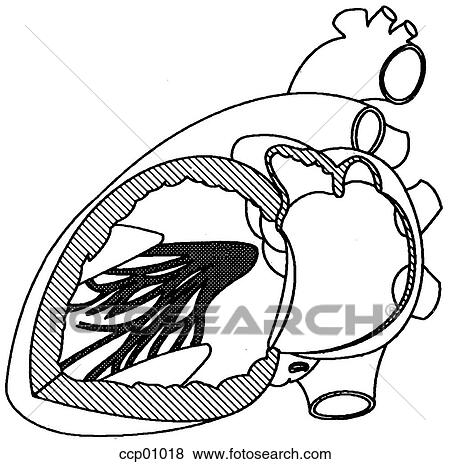 Cardiac conduction View Large Illustration Stock Illustration - Cardiac conduction. Fotosearch