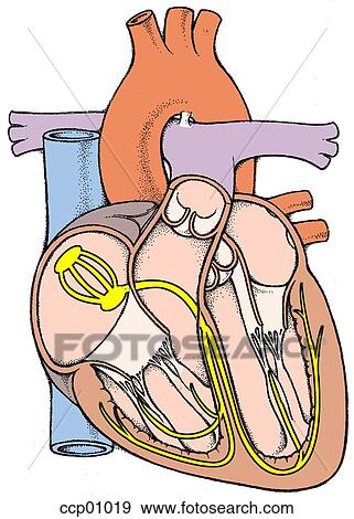 Cardiac conduction View Large Illustration Stock Illustration - Cardiac conduction. Fotosearch