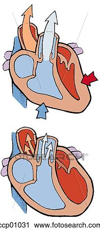 Clip Art - Circulation, heart. Fotosearch