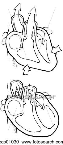 Circulation, heart View Large Illustration Clipart - Circulation, heart. Fotosearch