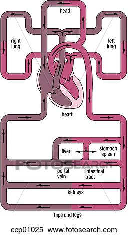 Stock Illustration - Circulation system. Fotosearch