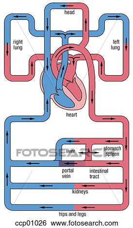 Stock Illustration - Circulation system. Fotosearch