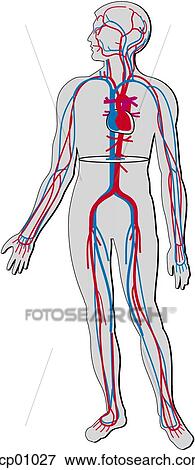 Circulation system View Large Illustration Stock Illustration - Circulation system. Fotosearch