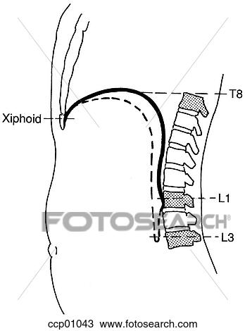 Diaphragm View Large Illustration Drawing - Diaphragm. Fotosearch