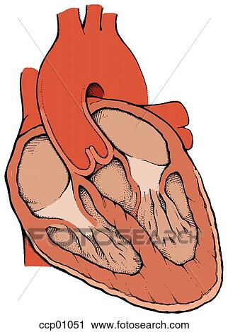 Heart anatomy View Large Illustration Clip Art - Heart anatomy. Fotosearch