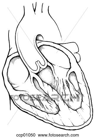 Heart anatomy View Large Illustration Clipart - Heart anatomy. Fotosearch