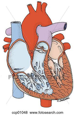 Stock Illustration - Heart anatomy. Fotosearch