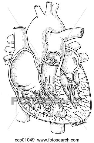 Stock Illustration - Heart anatomy. Fotosearch
