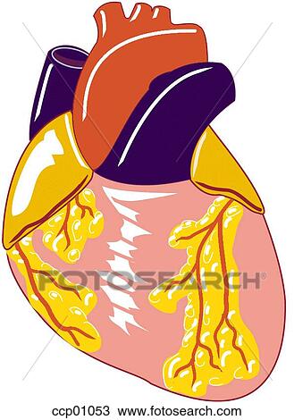 Drawing - Heart and great vessels, ventral. Fotosearch