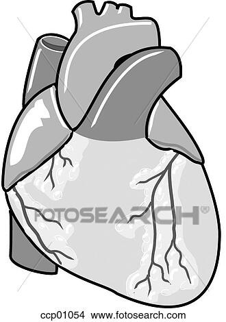 Stock Illustration - Heart and great vessels, ventral. Fotosearch