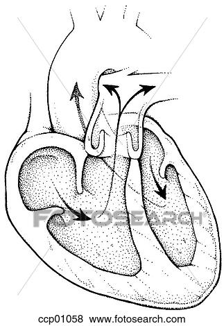 Heart, circulation View Large Illustration Stock Illustration - Heart, circulation. Fotosearch