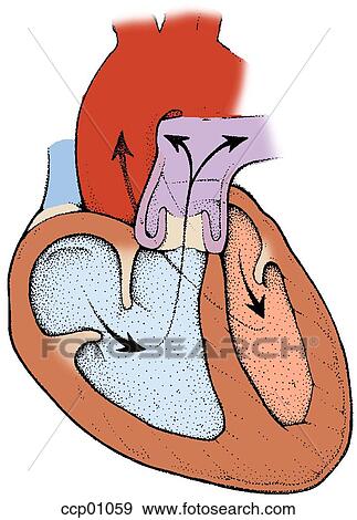 Heart, circulation View Large Illustration Stock Illustration - Heart, circulation. Fotosearch