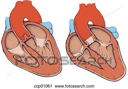 Heart, contraction View Large Illustration Clip Art - Heart, contraction. Fotosearch