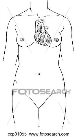 Heart location View Large Illustration Stock Illustration - Heart location. Fotosearch