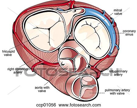 Heart valves View Large Illustration Stock Illustration - Heart valves. Fotosearch