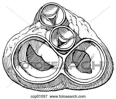 Heart valves View Large Illustration Stock Illustration - Heart valves. Fotosearch