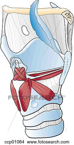 Larynx View Large Illustration Stock Illustration - Larynx. Fotosearch