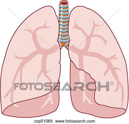 Lungs View Large Illustration Stock Illustration - Lungs. Fotosearch