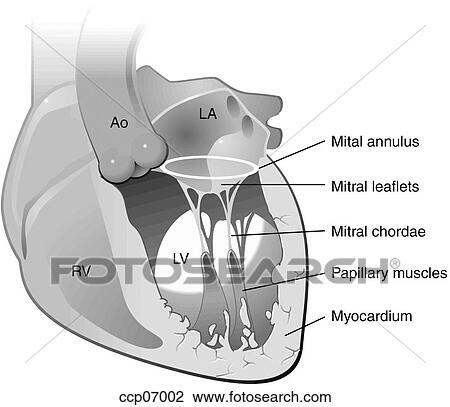 Mitral valve View Large Illustration Drawing - Mitral valve. Fotosearch