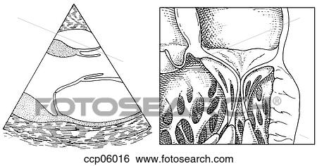 Mitral valve View Large Illustration Stock Illustration - Mitral valve. Fotosearch