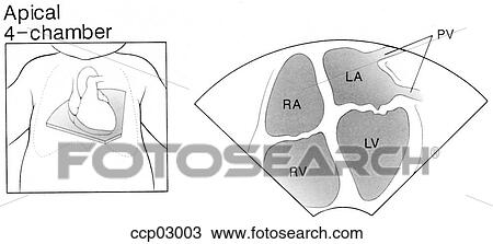 Plane, apical four-chamber View Large Illustration Drawing - Plane, apical four-chamber. Fotosearch