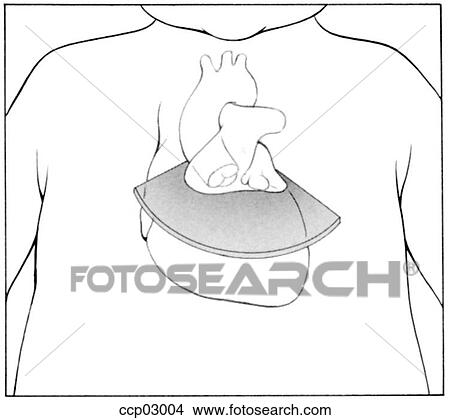 Stock Illustration - Plane, basal short-axis. Fotosearch
