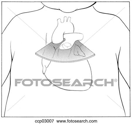 Stock Illustration - Plane, basal short-axis. Fotosearch