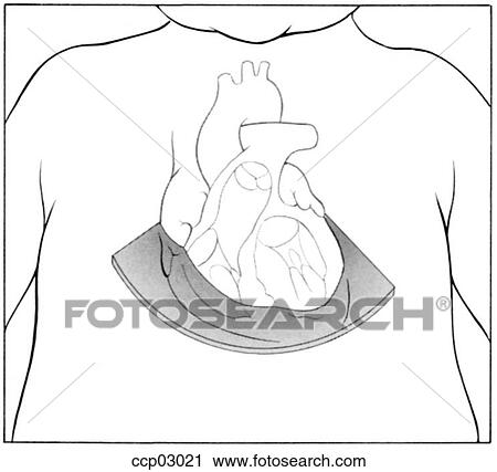 Plane, transverse View Large Illustration Clip Art - Plane, transverse. Fotosearch