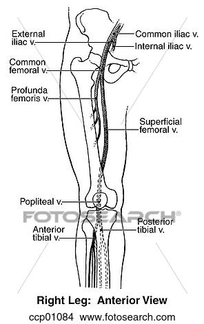 Venous system, deep Stock Illustration | ccp01084 | Fotosearch