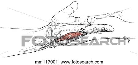 Clip Art - Abductor digiti minimi. Fotosearch