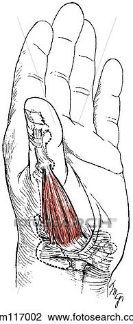 Drawing - Abductor pollicis brevis. Fotosearch