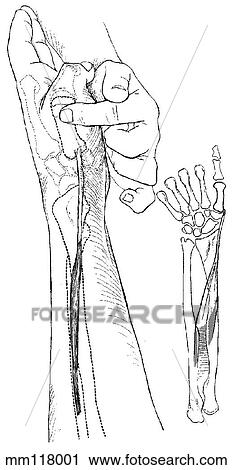 Clip Art - Abductor pollicis longus muscle. Fotosearch