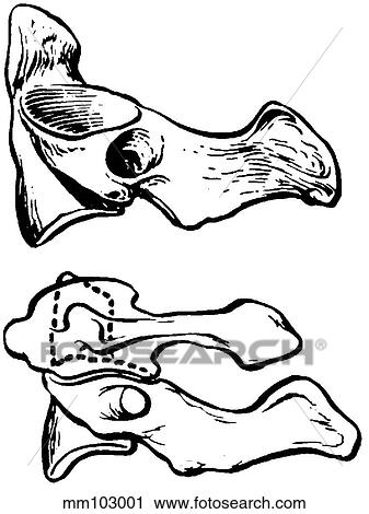 Clip Art - Atlas and axis. Fotosearch