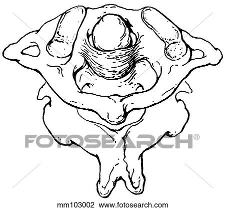 Atlas and axis View Large Illustration Drawing - Atlas and axis. Fotosearch