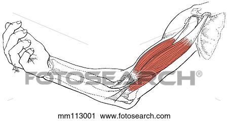 Clip Art - Biceps brachii and brachialis. Fotosearch