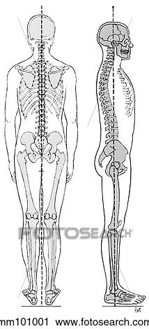 Clip Art - Body, anatomical position. Fotosearch