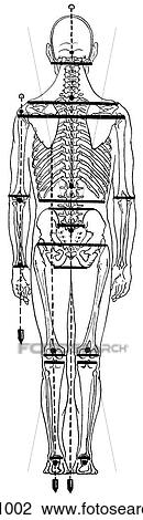 Body, full, reference lines View Large Illustration Drawing - Body, full, reference lines. Fotosearch