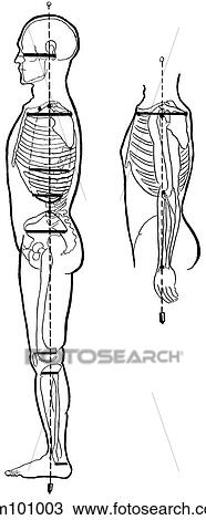 Body, full, reference lines View Large Illustration Drawing - Body, full, reference lines. Fotosearch
