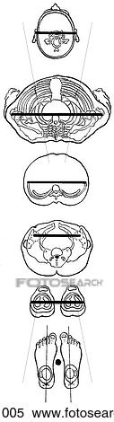 Body, full, reference lines View Large Illustration Stock Illustration - Body, full, reference lines. Fotosearch