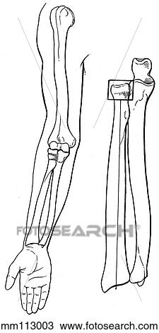 Drawing - Bones of the arm. Fotosearch