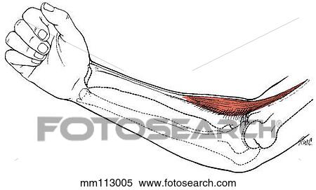 Stock Illustration - Brachioradialis muscle. Fotosearch